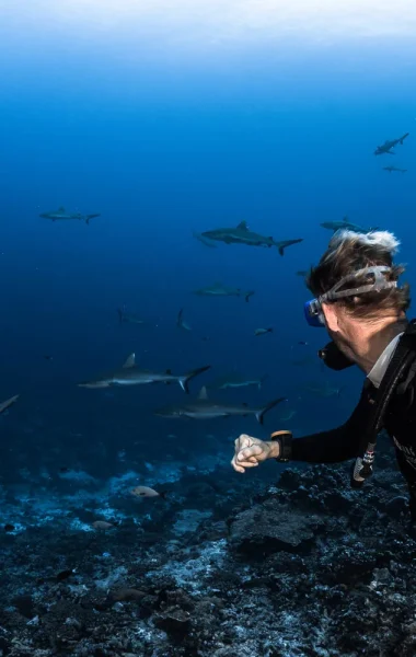 Plongée au Mur de requins ©Grégory Lecoeur