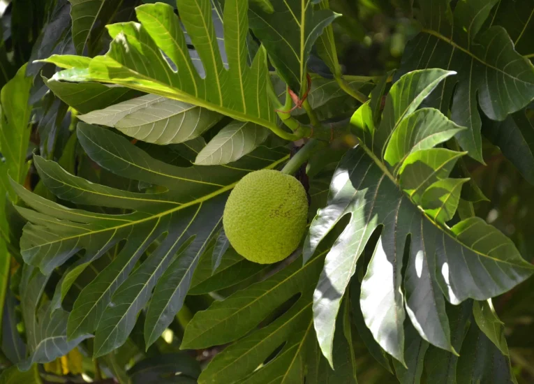 Patrimoine naturel de Tahiti