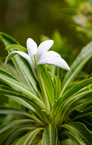 La Tiare Apetahi, fleur endémique de Raiatea © Philippe Bacchet