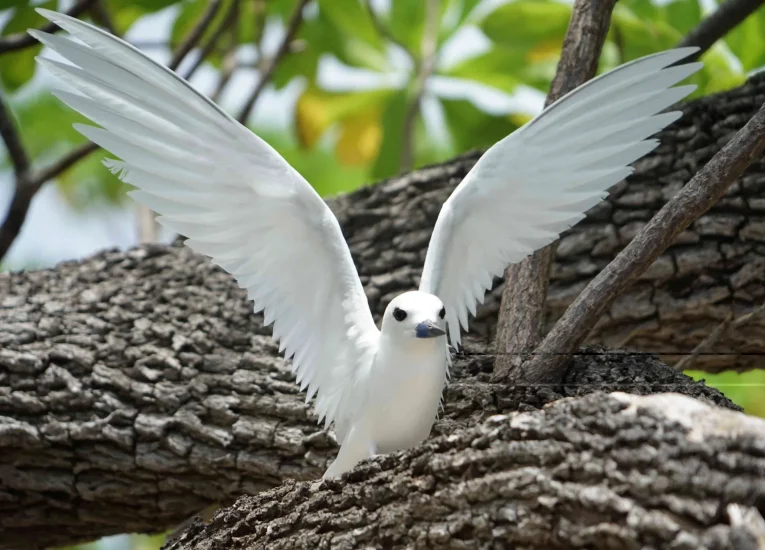 Observation d'oiseaux à Tetiaroa © Lei Tao