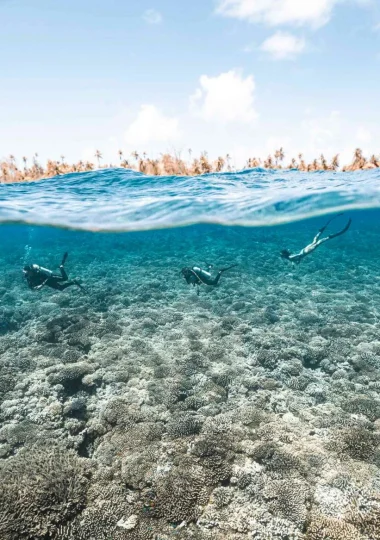 Plongée à Fakarava © Alexandre Voyer