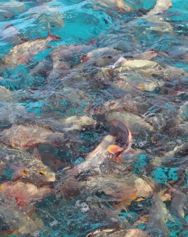 Banc de poissons à Rangiroa ©Ranihei Teariki