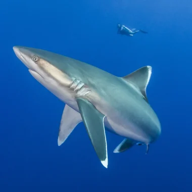 Requins de récif © Bernard Beaussier