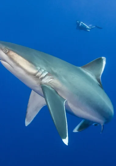 Requins de récif © Bernard Beaussier