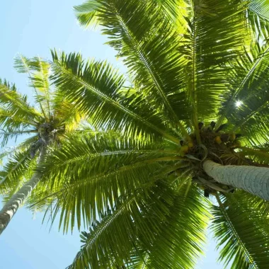 Palmier de Tikehau © Tahiti Tourisme