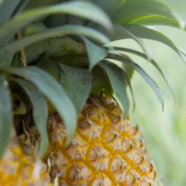 Moorea pineapple © Tahiti Tourisme