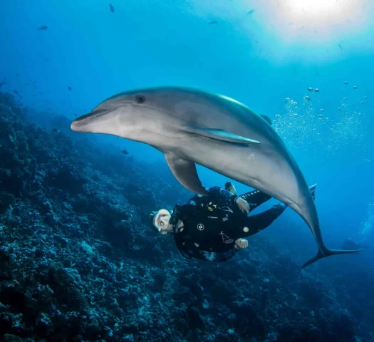 Plonger avec un dauphin© Bernard Beaussier