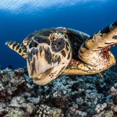 Vue sur une tortue © Grégory Lecoeur