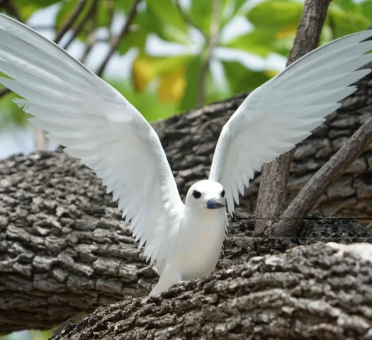 Observation d'oiseaux à Tetiaroa © Lei Tao