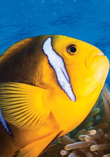 Plongée à Maupiti